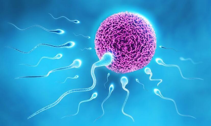 Sperma nella composizione del lubrificante negli uomini
